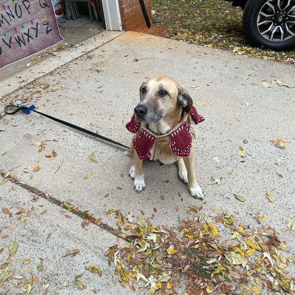 Handmade Stranger Things Demodog Snood Costume - Picture 4 of 4